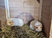 Baby guinea-pigs ready now