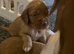 Red Working cocker spaniel