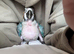 Hand Reared Tame Parrots & Gentle Pigeons