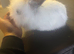 Lionhead doe