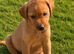 Wonderful red and black Labrador puppies from working lines