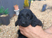 Cockapoo F1 last chocolate girl !!!!.