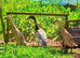 Saxony Indian Runner Duckling FEMALES