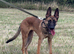 Mali/Dutch Female 7 Months Old BRN 56036