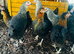 Point of Lay Hens - VARIOUS BREEDS READY NOW