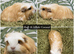 Long Haired Baby Guinea Pigs in Roche Cornwall