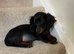 Long haired mini dachshund puppy