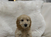 F1 cockapoo puppies