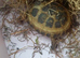 Female tortoises 1 year old with set up and accessories