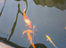 5 large koi and 1 orf