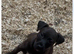 Beautiful patterdale litter