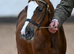 Welsh section b 2yo filly