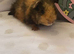 Beautful Baby piggies available