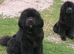 Full pedigree Newfoundland puppies