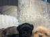Imperial Shih Tzu Puppies