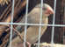Fawn Java sparrow