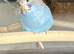 Baby Budgies