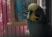 Breeding pair of budgies