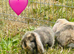 Rabbits ready now