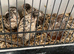 Quad of button quail