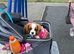 Cavalier King Charles