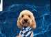 KC reg toy poodle for stud
