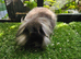 Sable single mane mini lion lop boy