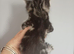 3 x male ragdoll x tabby kittens