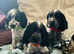 Show type cocker spaniel puppies