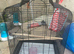 Love budgie cage and budgie