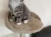 Mainecoon kittens - TICA Registered