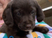 Cockapoo puppies