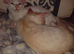 Only ginger left might keep him -rare Gorgeous Russian white Siamese kittens beautiful colours-final price
