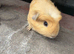 Gorgeous baby guineas READY now