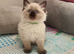Stunning Ragdoll boy Looking for his Forever Home