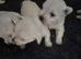 West highland white terrier pups