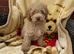 Toy poodle