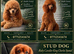 Kc Health Tested Red Toy Poodle At Stud