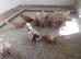 Meuleman Young Birds For Sale