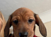 RED DAPPLE MINIATURE DACHSHUNDS