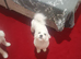 Bichon friz