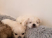 Shih Tzu Puppies