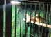 Young Hecks Finches For Sale