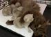 Beautiful British long hair kittens