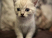 Beautiful British short hair kittens