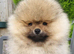 Pomeranian KC Registered Teddy Bear Boys – Cream Sable & Wolf Sable