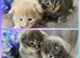 Kittens ready 17/10/26