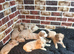Goldendoodle puppies for sale