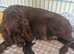 Beautiful sprocker puppies
