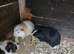 Adult male guinea pigs